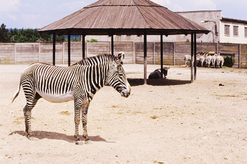 Zoo Dvůr Králové